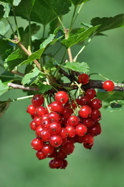 En los arbustos las bayas son grosellas rojas maduras — Foto de Stock