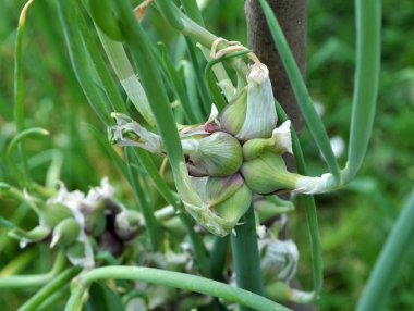 Hava ampuller ile çok katmanlı soğan (Allium proliferum)