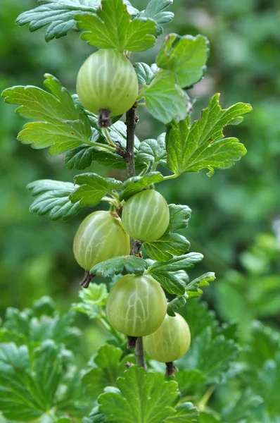 Auf dem Zweig der buschreifen Stachelbeeren — Stockfoto