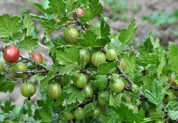 On the branch of the bush ripe gooseberries — Stock Photo, Image