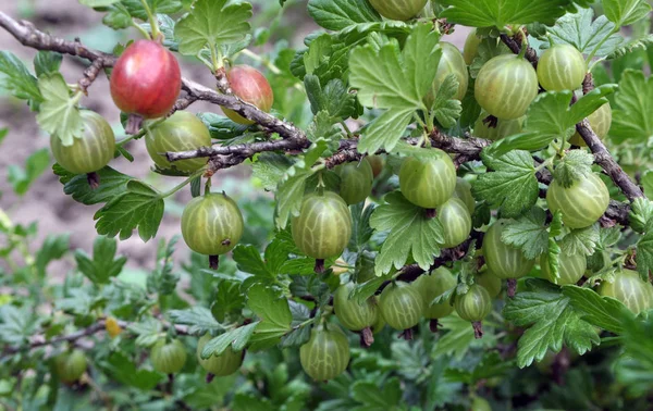 På grenen av Bush mogna krusbär — Stockfoto