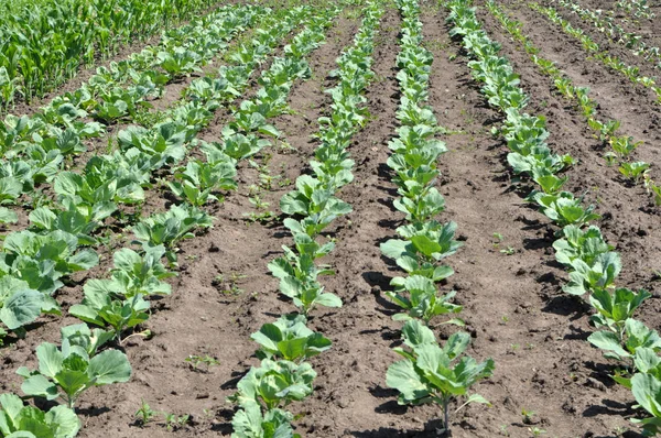 Lahana açık zeminde büyür