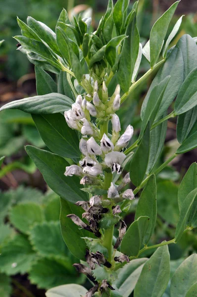 Fältet är blommande hästböna (Vicia faba) — Stockfoto