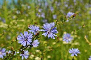 Çiçeği hindiba (Cichorium intybus)