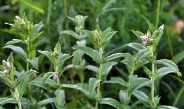 Nane vahşi yetişir