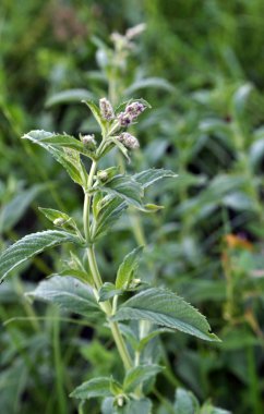 Nane vahşi yetişir