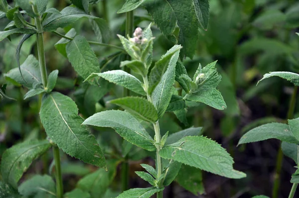 Mint grows in the wild — Stock Photo, Image