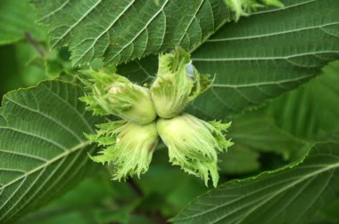 Bir ağacın bir dalı üzerinde fındık ela olgunlaştırmak