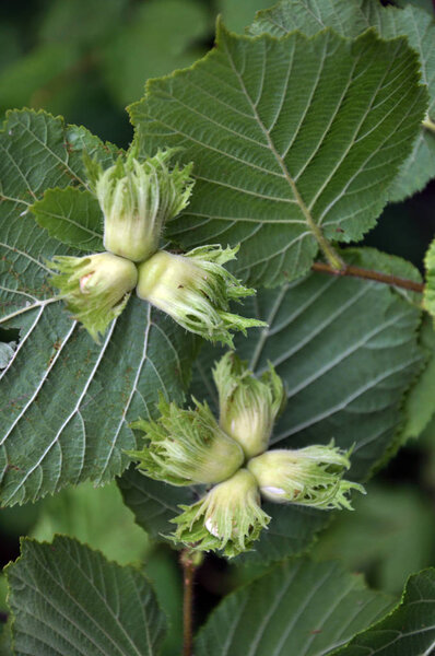 На ветке дерева спелый ореховый орех
