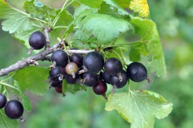 Dalda Yoshta olgun meyveleri vardır