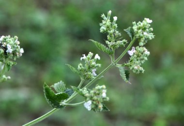 Çiçekli Melissa çiçekleri
