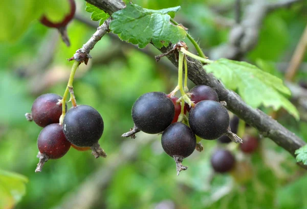 Auf dem Zweig sind reife Beeren von Joschta — Stockfoto