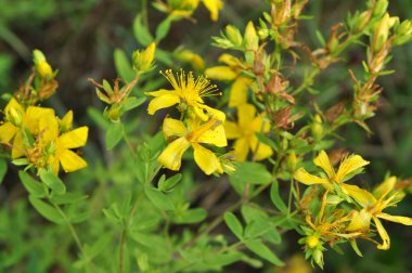 Yabani çiçek Hypericum perforatum olarak 