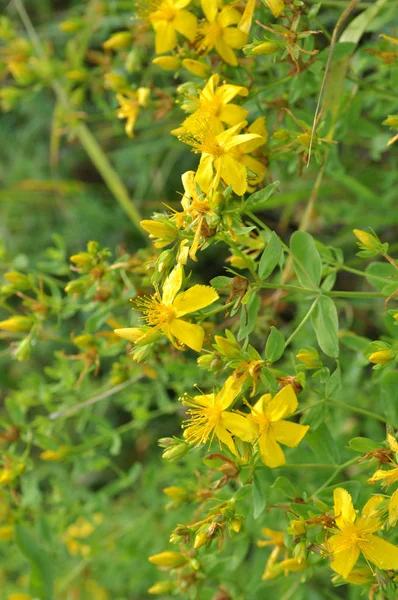 În floarea sălbatică hypericum perforatum — Fotografie, imagine de stoc