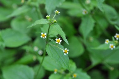 Alan büyür ve kötü niyetli özler Galinsoga parviflora çiçek