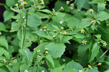 Alan büyür ve kötü niyetli özler Galinsoga parviflora çiçek