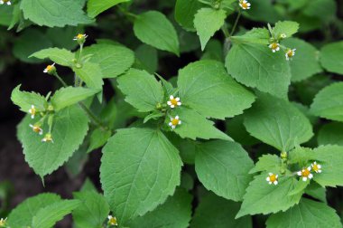 Alan büyür ve kötü niyetli özler Galinsoga parviflora çiçek