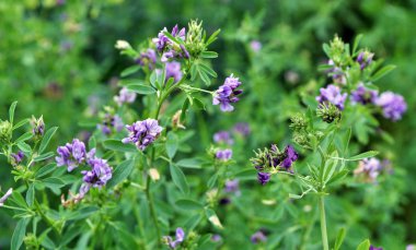 The field is blooming alfalfa clipart