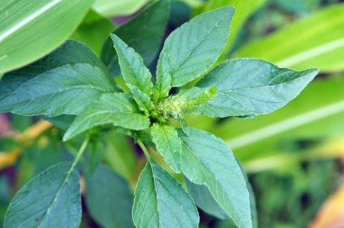 Amaranth, tarım ürünleri arasında bir weed olarak büyüyen