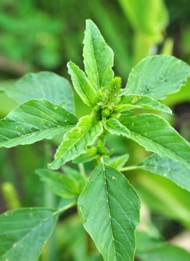 Amaranth, tarım ürünleri arasında bir weed olarak büyüyen