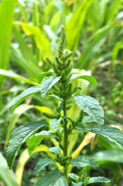 Amaranth, tarım ürünleri arasında bir weed olarak büyüyen