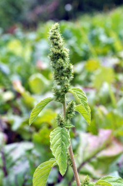 Amaranth, tarım ürünleri arasında bir weed olarak büyüyen