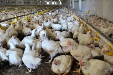 Büyüyen broiler tavuk çiftliği