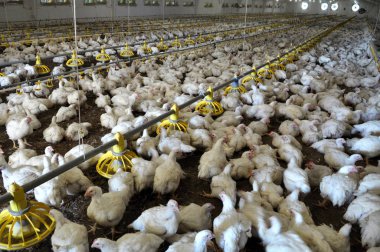 Büyüyen broiler tavuk çiftliği
