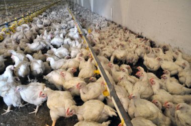 Büyüyen broiler tavuk çiftliği