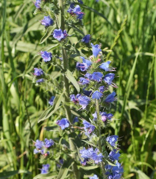 At the edge of the field bloom Echium vulgare — Stock Photo, Image