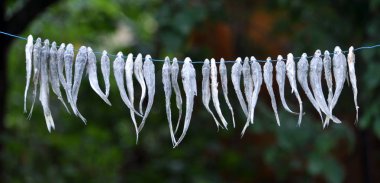 Kordon üzerinde küçük balık kurutma