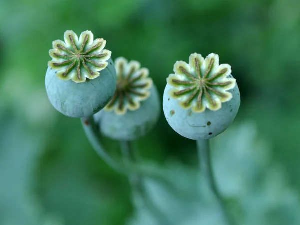 Cabeças de papoila verde — Fotografia de Stock