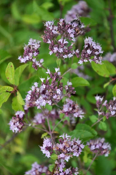 Verano de floración Origanum vulgare — Foto de Stock