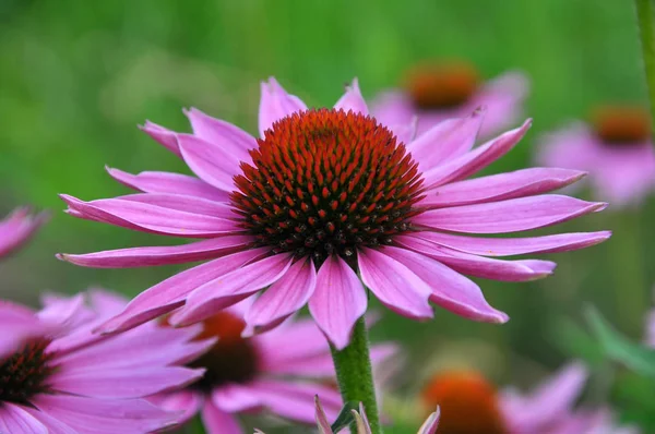 Kwitną w przyrodzie Echinacea purpurea — Zdjęcie stockowe