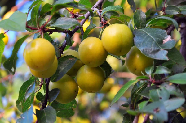 Pada cabang matang kuning berry plum — Stok Foto