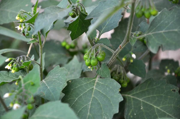 Fioritura in natura Solanum nigrum — Foto Stock