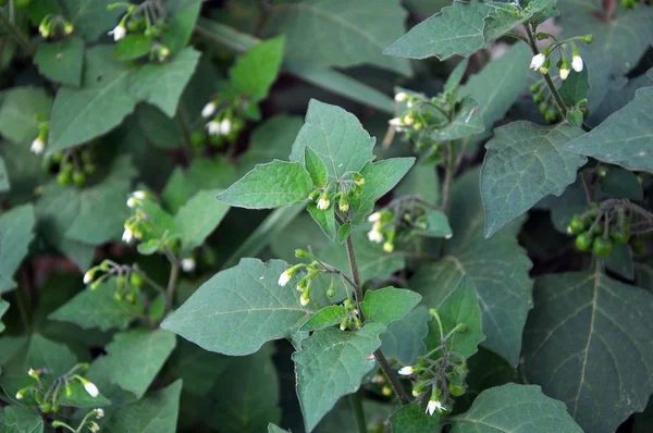 Blüte in der Natur Solanum nigrum — Stockfoto