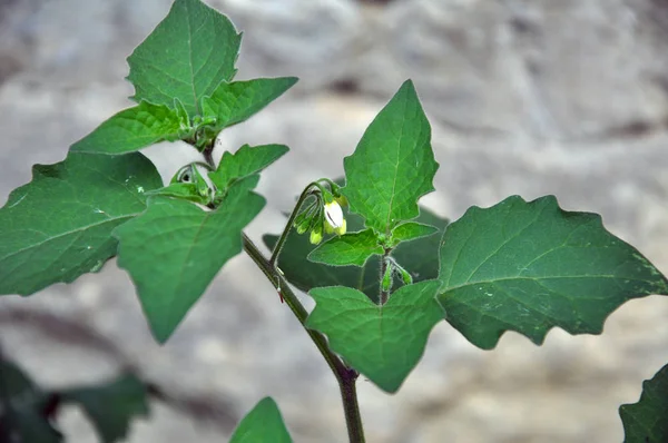 Floración en la naturaleza Solanum nigrum — Foto de Stock