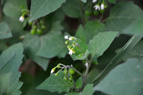 Floración en la naturaleza Solanum nigrum — Foto de Stock