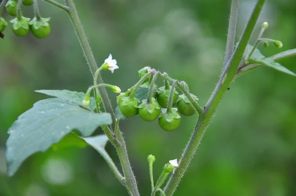 Цветение в природе Solanum nigrum — стоковое фото