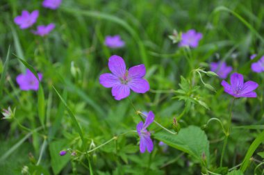Çiçek doğada Sardunya