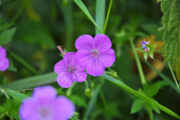 Bloome v přírodě geraniové — Stock fotografie