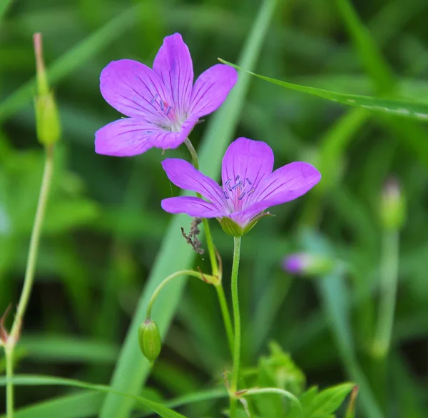 Floración en la naturaleza geranio —  Fotos de Stock