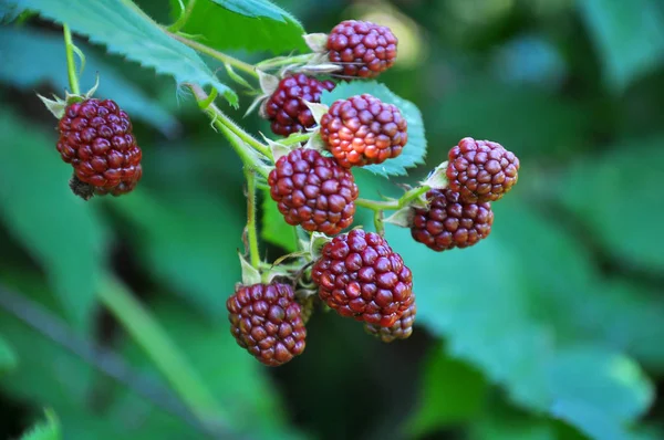 På filialen mognar Bären Rubus fruticosus — Stockfoto