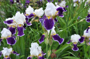 Baharda çiçek Irises