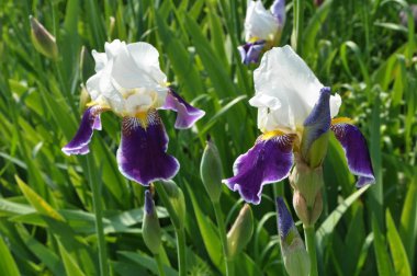 Baharda çiçek Irises