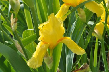 Baharda çiçek Irises