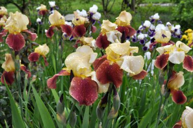 Baharda çiçek Irises