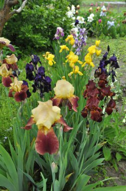 Baharda çiçek Irises