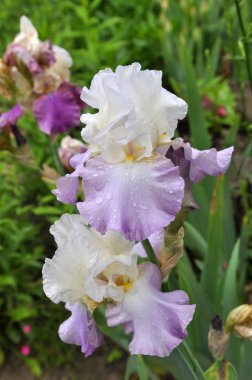 Baharda çiçek Irises